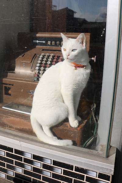 オッドアイの白猫