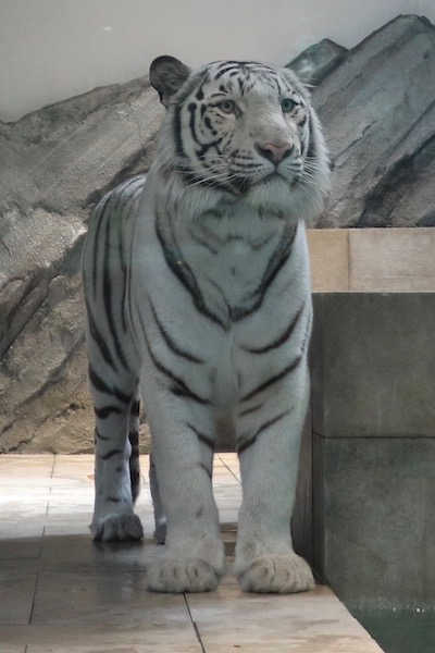 ホワイトタイガー