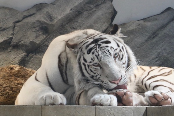 ホワイトタイガー