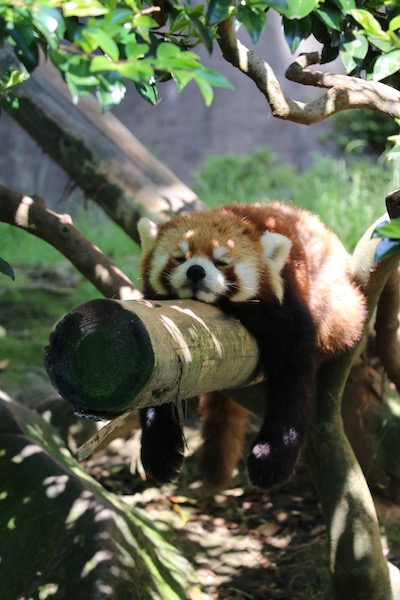 レッサーパンダ