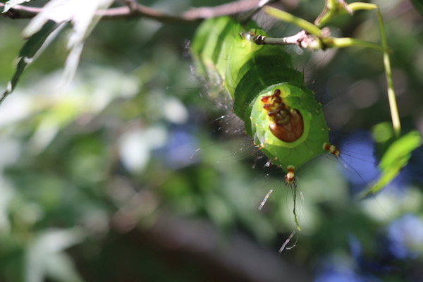 オオミズアオの幼虫