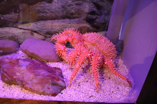 エビとカニの水族館