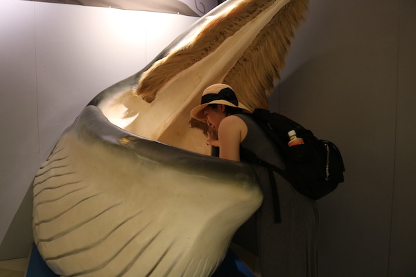 くじらの博物館