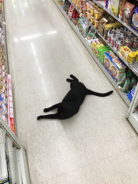 コンビニの猫
