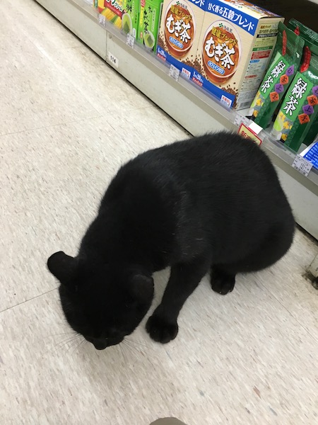 コンビニの猫