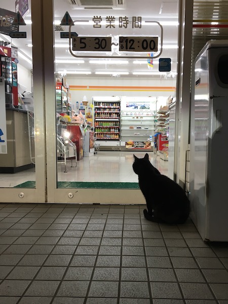 コンビニの猫