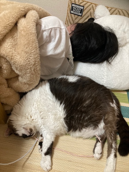 まーたんとちまき先生