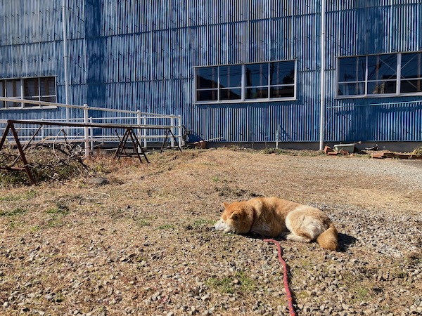 近所のめいちゃん