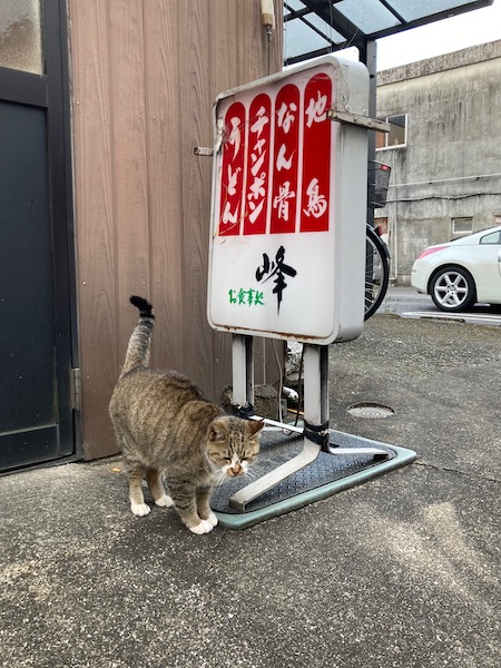 のらねこ