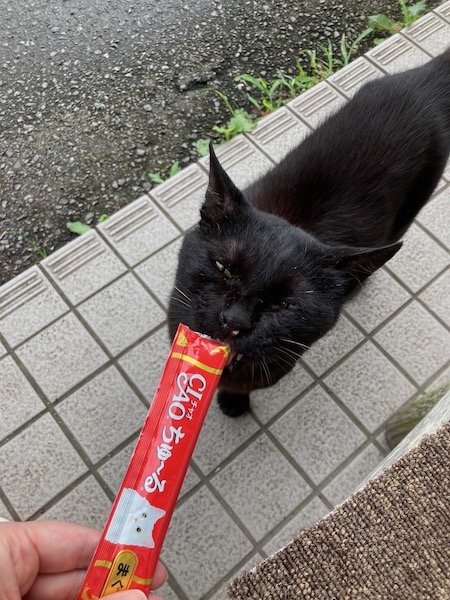 コンビニの猫