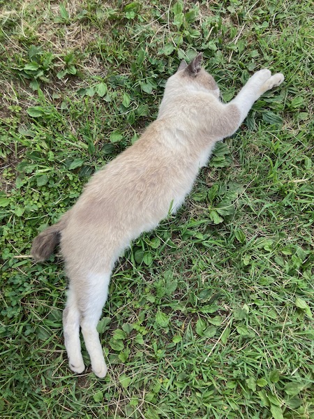 綾馬事公苑の猫