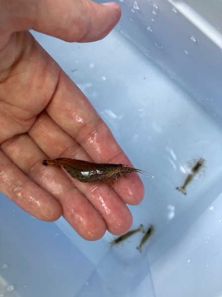 ヤマトヌマエビ