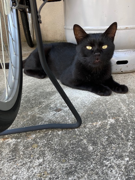 まだのらねこだったペケ