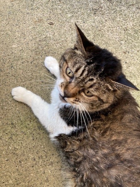 父の猫すいちゃん