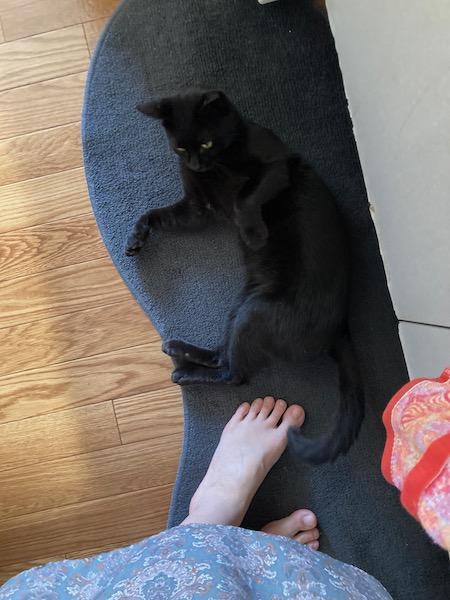 キッチンマットに同化するペケ