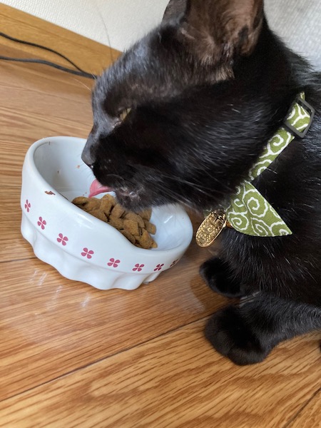 ごはんを食べるペケ