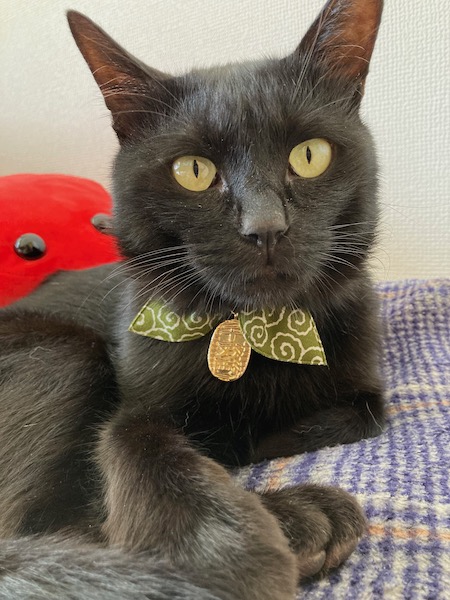 晴れて飼い猫になったペケ