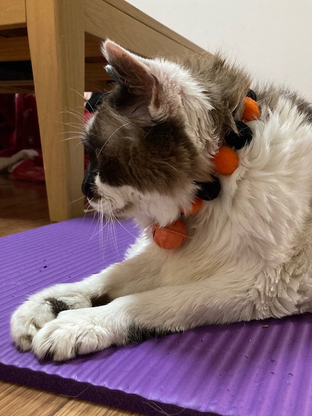 ハロウィンまーたん