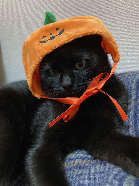 ハロウィンペケ