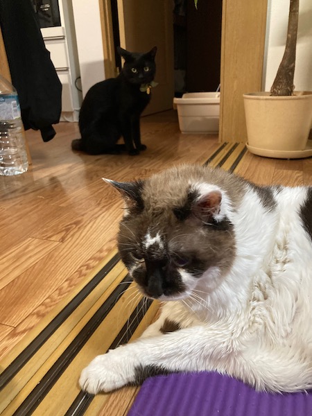 微妙な距離感の２匹