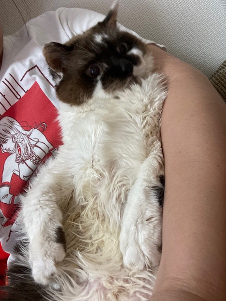 嫌々抱かれるおまぁ