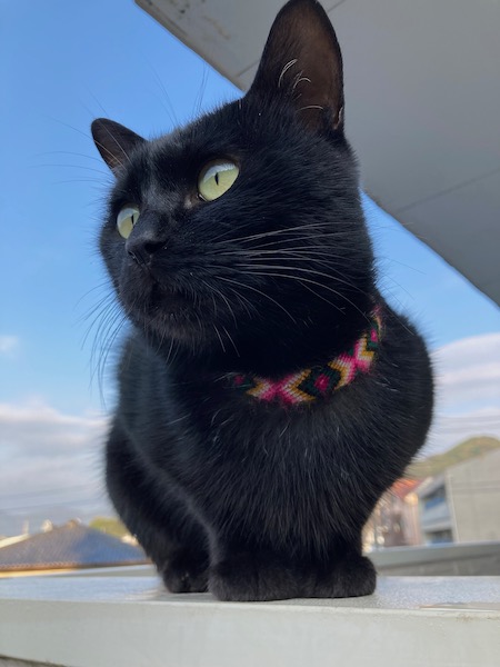 ミサンガをつけたペケ